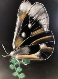 Astrid | Vlinder | Pastelkrijt op papier