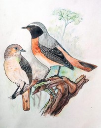 Corrie | Gekraagde roodstaart | Aquarelpotlood op papier
