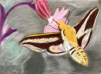 Gerard | Vlinder | Pastelkrijt op papier