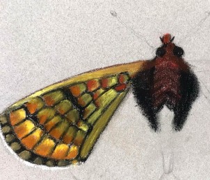 Henk | Vlinder metamorfose | Pastelkrijt op papier