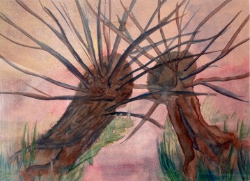 Henk | Knotwilgen | Aquarelverf op papier (nat-in-nat techniek)