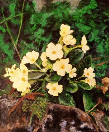 Jean-Pierre | Bergbloemen | Acrylverf Op Doek