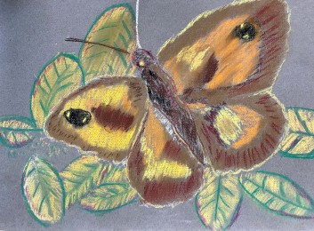 Pannus | Vlinder | Pastelkrijt op papier