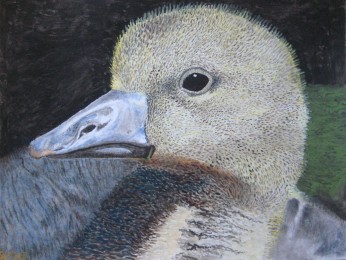 Sjef | Eendje | Aquarel