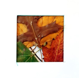 Ad | Compositie herfstbladeren