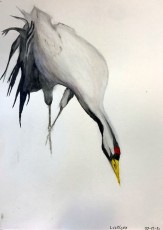 Leo | Chinese kraanvogel | Aquarel op papier