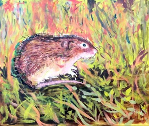 Nico | Noordse woelmuis | Acrylverf op doek
