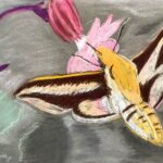 Gerard | Vlinder | Pastelkrijt op papier