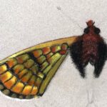 Henk | Vlinder metamorfose | Pastelkrijt op papier