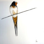 Leo | Boerenzwaluw | Aquarel op papier