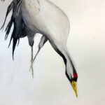 Leo | Chinese kraanvogel | Aquarel op papier