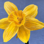 Annemieke | Narcis | Acrylverf op papier